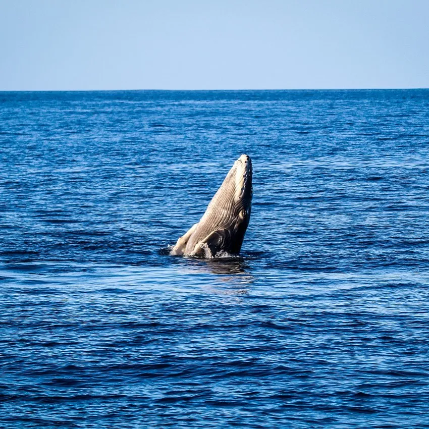 A humpback whale breaching the ocean surface with its head pointed straight up towards a clear blue sky.