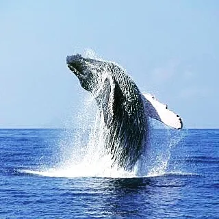 Humpback whale breaching out of the ocean with a large white splash under a clear sky.