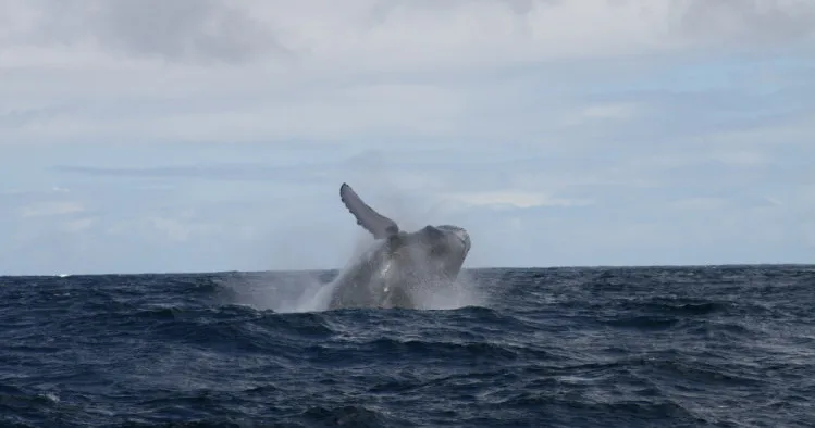 A humpback whale breaches out of dark blue ocean water under a cloudy, grey sky.