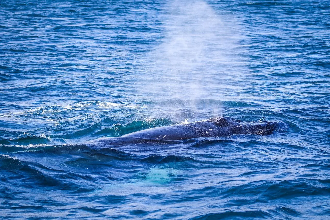 A whale surfaces in blue choppy water, exhaling a tall plume of white mist from its blowhole.
