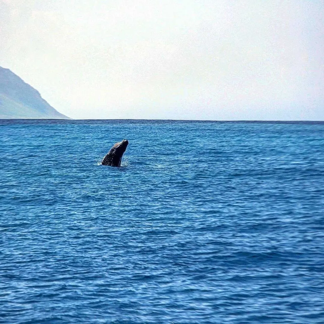 A dark whale head emerges from the deep blue sea with a faint mountain in the distant background.