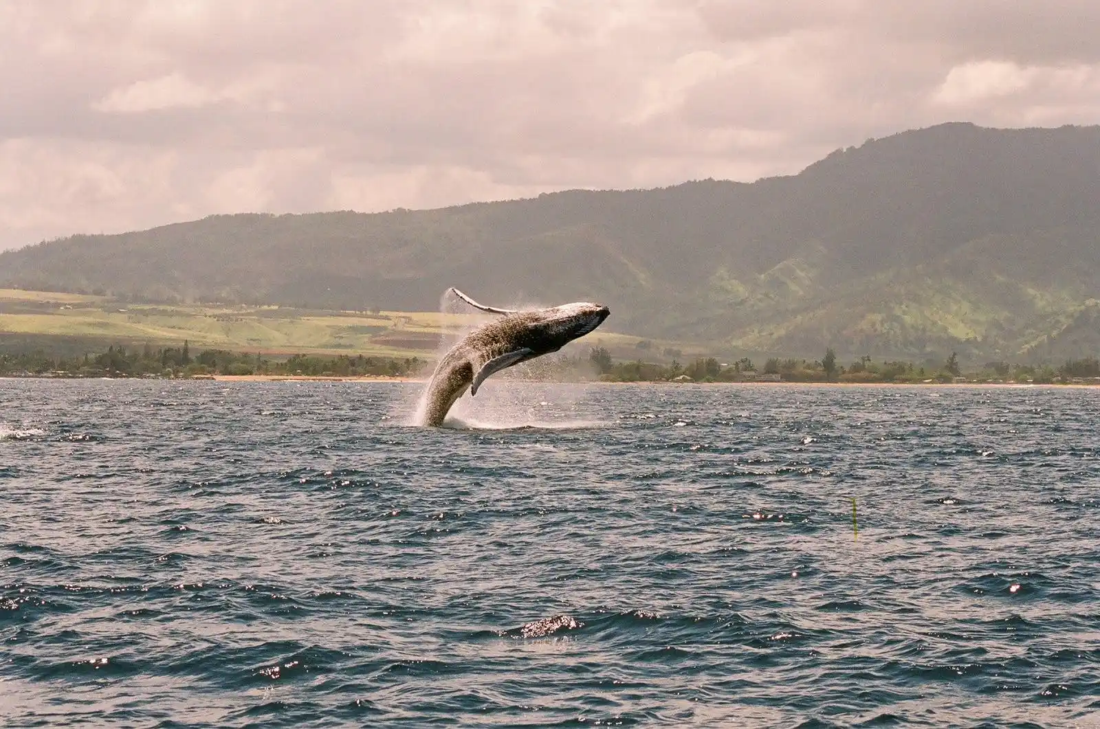 A humpback whale breaching out of the ocean with misty green mountains in the background.