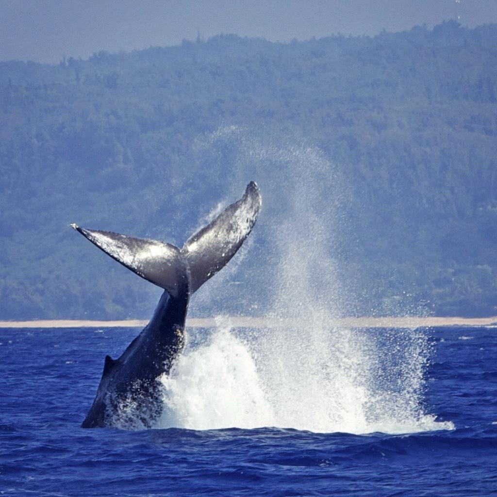 A whale's fluke rises out of blue ocean water with a large white splash against a background of misty hills.
