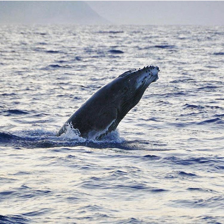 A large humpback whale breaches from a rippling blue ocean under a soft, hazy sky with distant mountains.