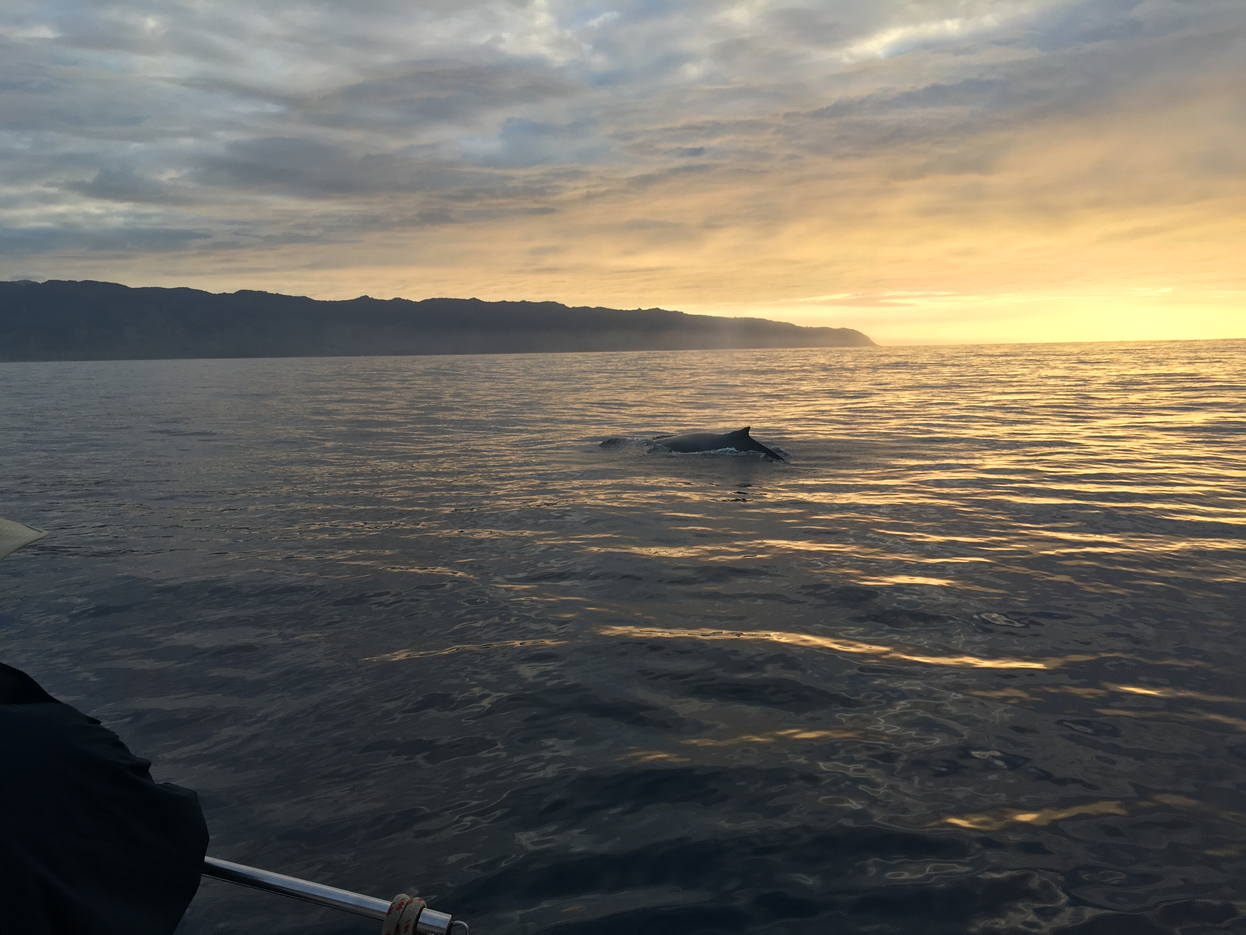 A whale's dorsal fin breaking the surface of a calm ocean at sunset with distant mountains.