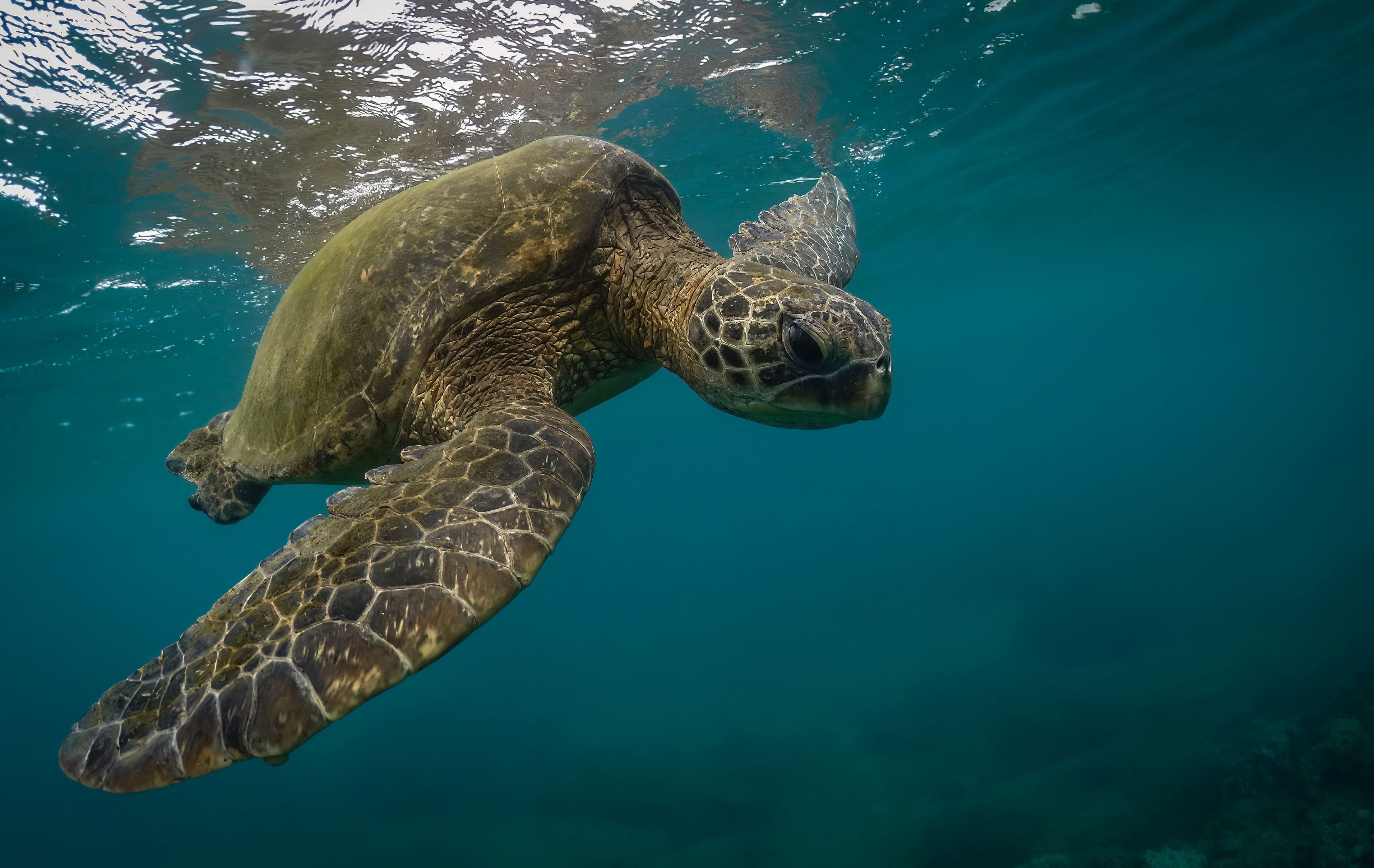 A green sea turtle swimming through deep blue ocean water near the surface.
